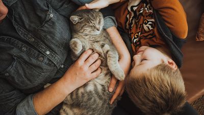 Which cats are the best cat breeds for families with children? Check out our complete list