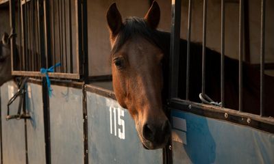 The ‘convoy of incredible people’ saving animals from California’s infernal fires