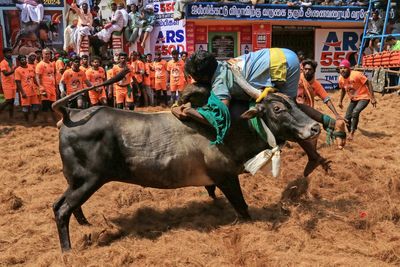 Controversial bull-riding festival involving more than 12,000 animals gets underway in India