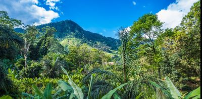 Madagascar supports more unique plant life than any other island in the world – new study