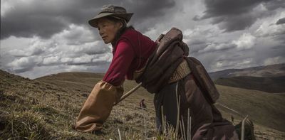 Lightning strikes make collecting a parasitic fungus prized in traditional Chinese medicine a deadly pursuit