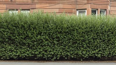 How to cut an overgrown hedge – expert tips for tackling unruly and out-of-control boundaries