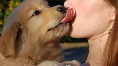 Why letting your dog lick your face can make you seriously ill, reveals study