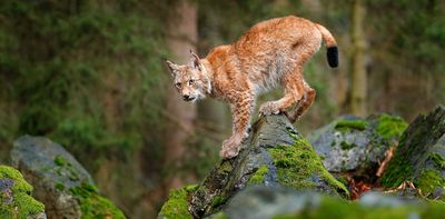 Lynx in Scotland: why illegal attempts to reintroduce lost species are surprisingly common