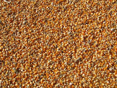 ‘King Corn’ Turns Bullish, Putting Soybean and Wheat Traders on Notice. Can Corn Prices Surpass $5 Next?