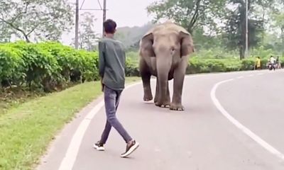 Man videotaped harassing elephant is relentlessly flogged online