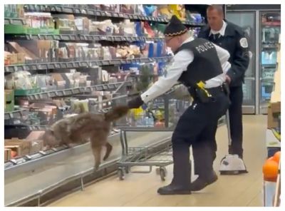 Wild Live Coyote Found Stuffed In Fridge At Chicago Grocery Store