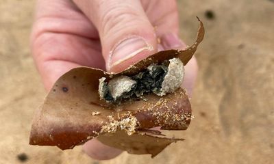 Two Sydney beaches still closed after mystery debris ‘grease balls’ washed ashore