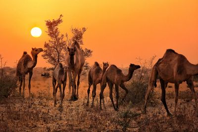 India’s disappearing camels: How a law to save them is wiping them out