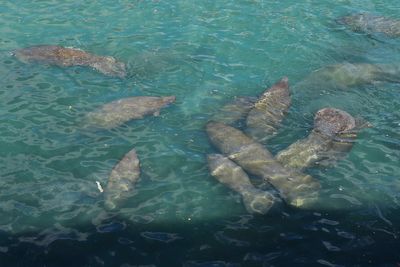 Why herds of manatees are huddling in water near America's power plants