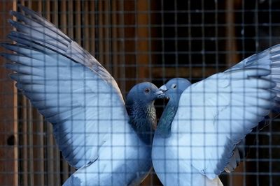 Pastoral pastime of pigeon racing faces high anxiety over crime spree