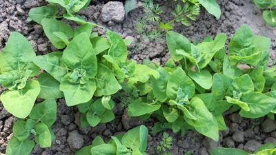 How to grow orach – why you need to discover this surprisingly easy-to-grow and nutrient-rich leafy green