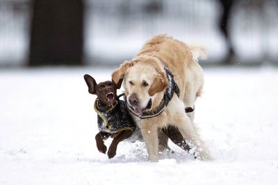 Urgent warning issued over dog chew toy that can cause ‘werewolf syndrome'