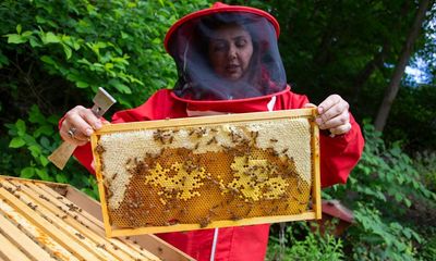 A moment that changed me: I tasted honey so sublime, I gave up my career to keep bees