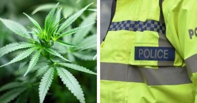 Pair charged as cannabis plants worth £300,000 found in Edinburgh flat