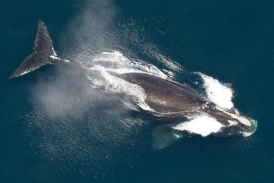 Biden administration withdraws rules to save endangered whales from collisions