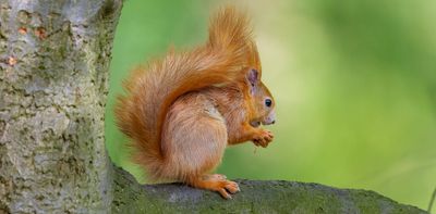 Red squirrels fed on peanuts have weaker jaws – here’s why that matters for conservation