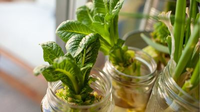 I've saved hundreds of dollars with these 5 easy DIY hydroponic garden ideas – some were even free to make