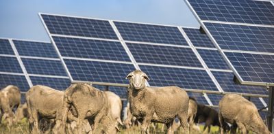 ‘Solar shepherds’ earn big by grazing sheep on solar farms — and they benefit everyone involved