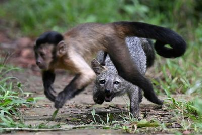 Gold Jewelry Found Scattered Across Neighborhood After Monkey Steals Valuables From Home