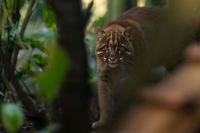 Endangered cats rehomed after sanctuary boss guilty of animal welfare offences