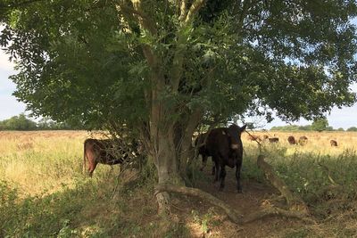 Get nature-friendly farming ‘right’ to meet legal green goals, watchdog warns