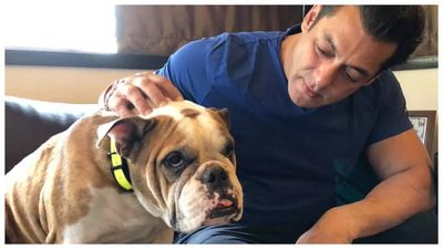 Salman Khan's pet dog Toro passes away; Iulia Vantur pays touching tribute "Thank you for blessing our lives"