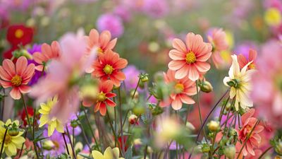 What is your birth month flower? Discover why these blooms are meaningful – plus tips from gardening experts on how to grow them in your yard