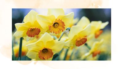 Is it too late to plant daffodil bulbs? Garden experts share their professional advice