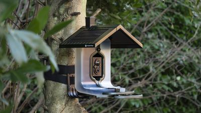 FeatherSnap Scout bird feeder camera review: superb design and performance, somewhat modest camera experience