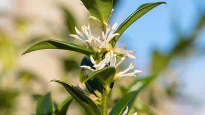 Tired of looking at bare soil under trees? These 5 shade-tolerant shrubs will maximize greenery in problem areas