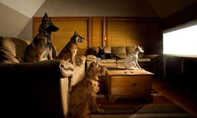 You’ve always wondered, here’s the answer: do dogs actually watch TV?