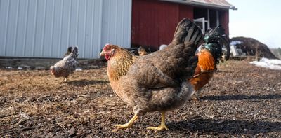 Bird flu flares up again in Michigan poultry – an infectious disease expert explains the risk to humans, chickens, cows and other animals