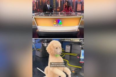 Viral poodle interrupts live news broadcast by walking across studio on two legs