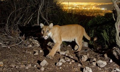 Fleeing mountain lions and scorched earth: can wildlife survive California’s wildfires?