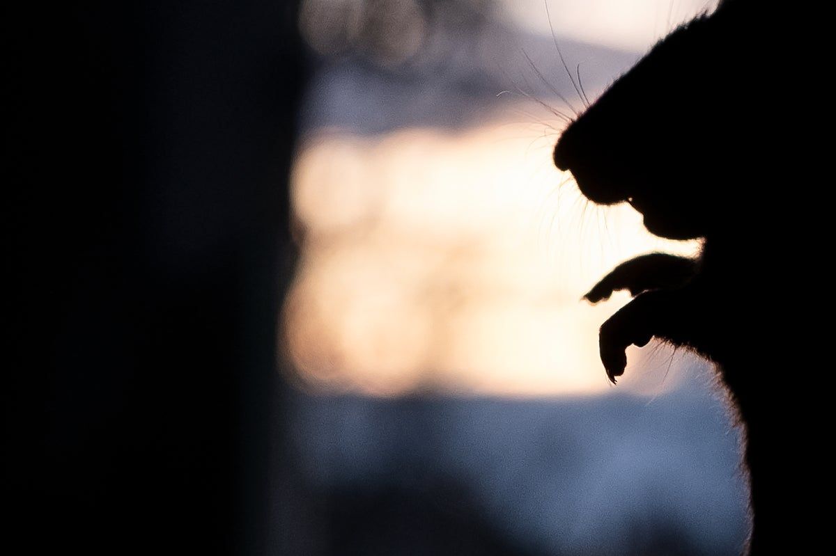 Drug-addicted rats have taken over a Houston police…