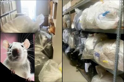 Thousands of Drug Cases Could Be Impacted After Rats Eat Evidence in Police Department's Narcotics Room