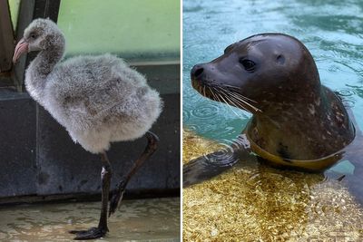 Chicago zoo sees ‘beloved’ seal and baby flamingo die from bird flu as virus mutates