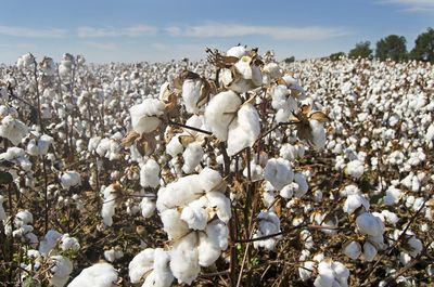 March Cotton Futures Just Hit a New Low. Is There Hope on the Horizon for Cotton Prices?