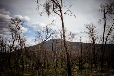 Australia is becoming an uninsurable nation. There may only be one solution