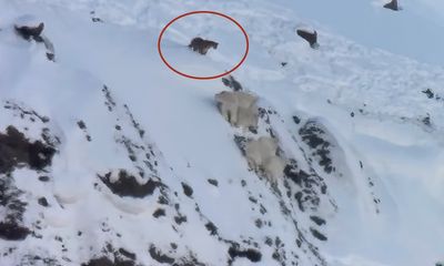 Rare footage shows Yellowstone cougar stalking mountain goats