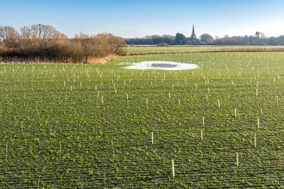 National Trust planting 800 football pitches worth of woodlands over winter