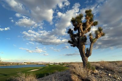 Nevada residents outraged as famed Joshua trees are bulldozed to make way for solar farm