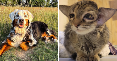 50 Of The Wildest And Cutest Genetic Mutations Ever Spotted In Pets (New Pics)