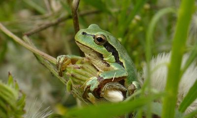 Colombian tree frog found by Sheffield florist highlights invasive species threat