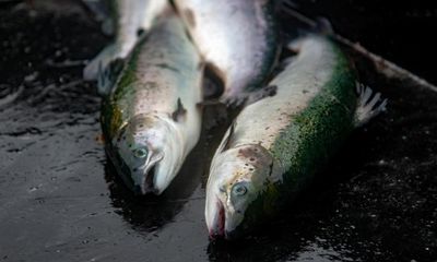 Scottish government must do more to control salmon farming, inquiry finds