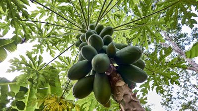 ‘Papaya are exceptionally easy to grow’ – a tropical plant expert reveals the secrets to success