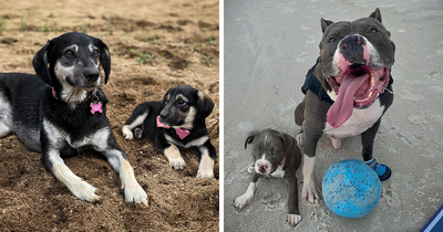 “Seeing Double Edits”: 21 Animals Meet Their Younger Selves In Adorable Photo Edits (New Pics)