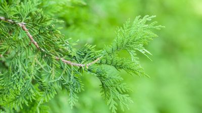 Evergreen trees never to grow – 5 troublesome species to avoid and what to plant instead