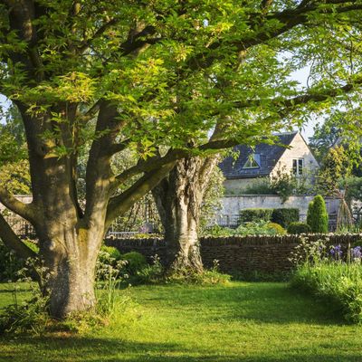 What is a Tree Preservation Order? Experts warn this could be why you may face a £20,000 fine for cutting down a tree in your own garden